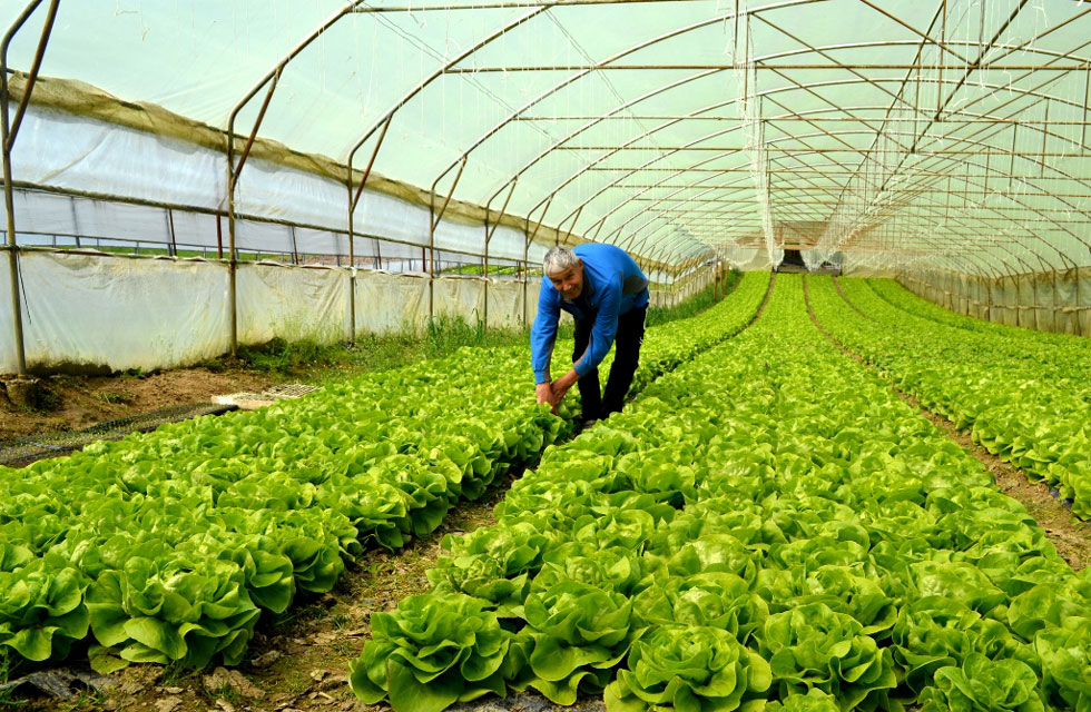 Agriculture